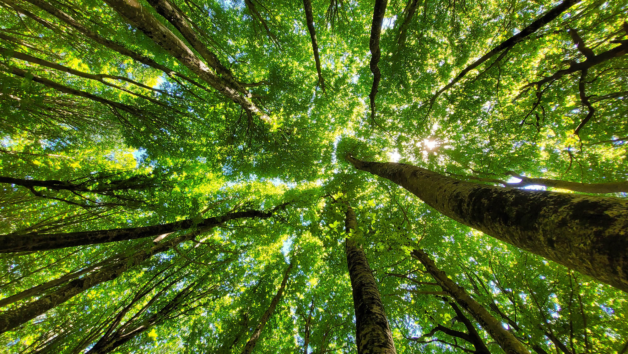 Natural forest